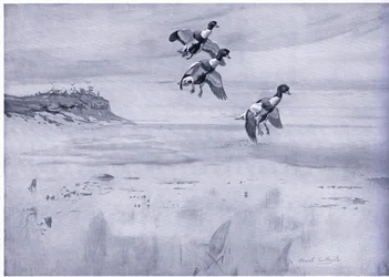 Sheld Duck Dropping